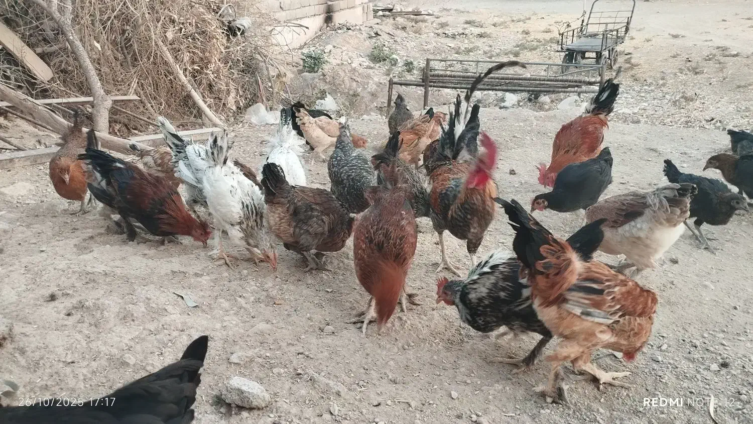 مرغ و خروس و ناردونگ و روغن زیتون|حیوانات مزرعه|دهدشت, |دیوار