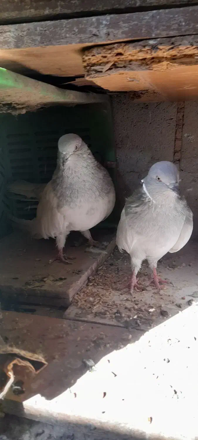 فروش کبوتر|پرنده|ملکان, |دیوار