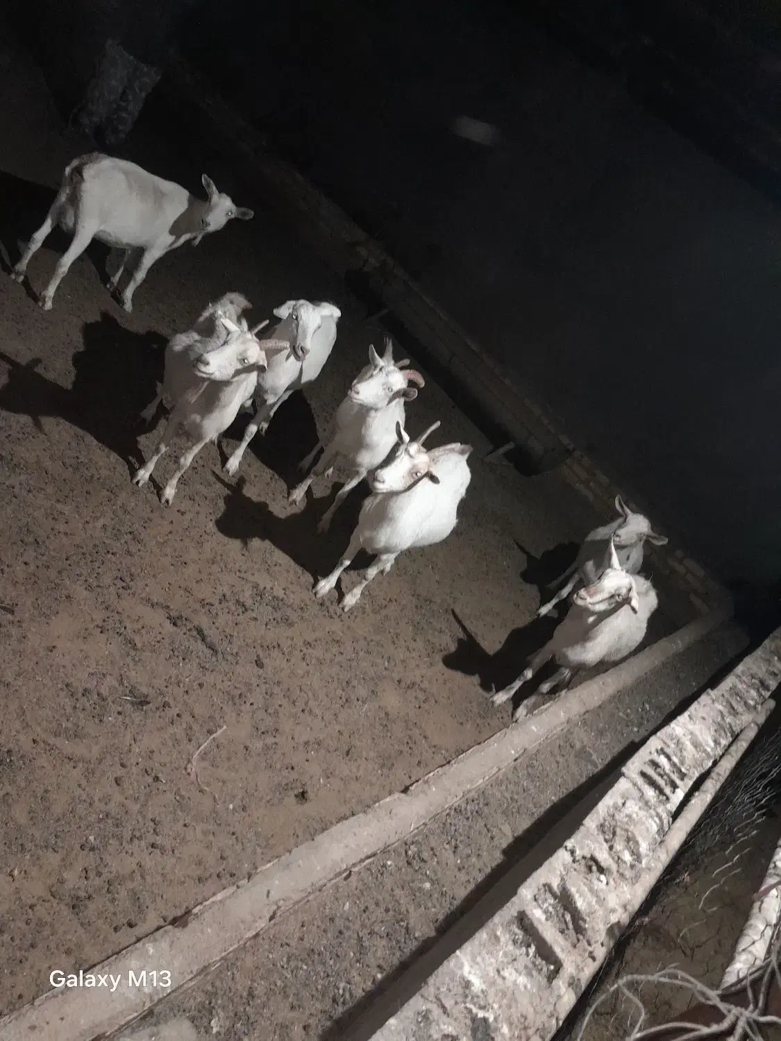 7 راس بز سانن درجه یک|حیوانات مزرعه|تربت جام, میان جام|دیوار