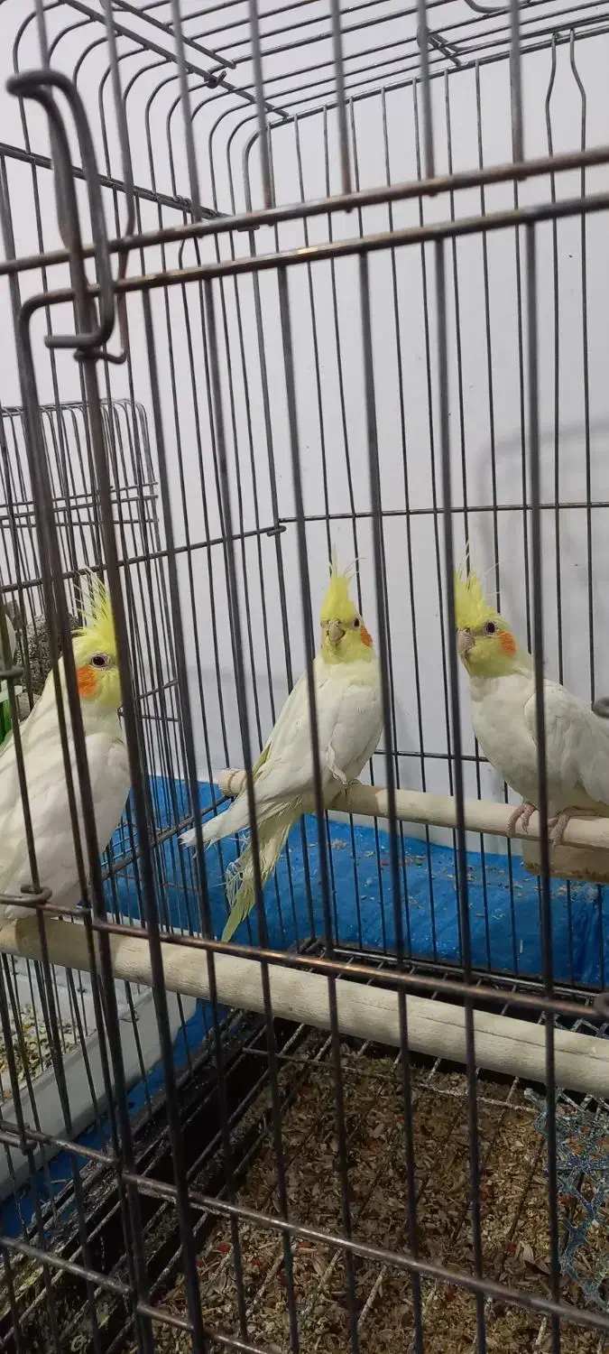 عروس هلندی|پرنده|فامنین, |دیوار