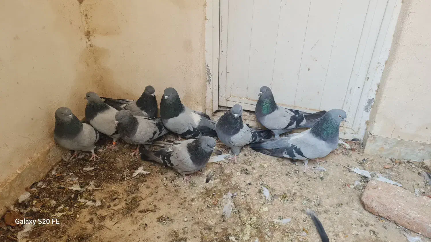 کبوتر سبز|پرنده|ممقان, |دیوار