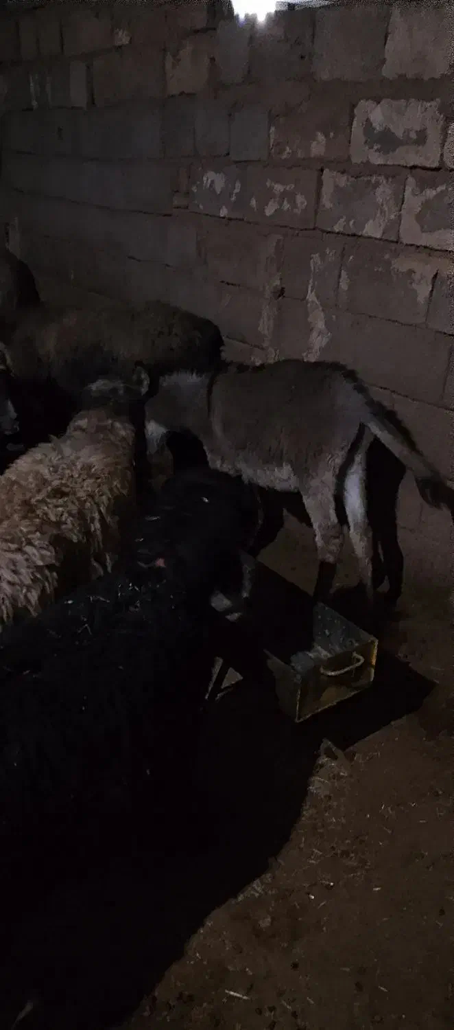 کره خر ماده گله اصل|حیوانات مزرعه|مسجد سلیمان, |دیوار