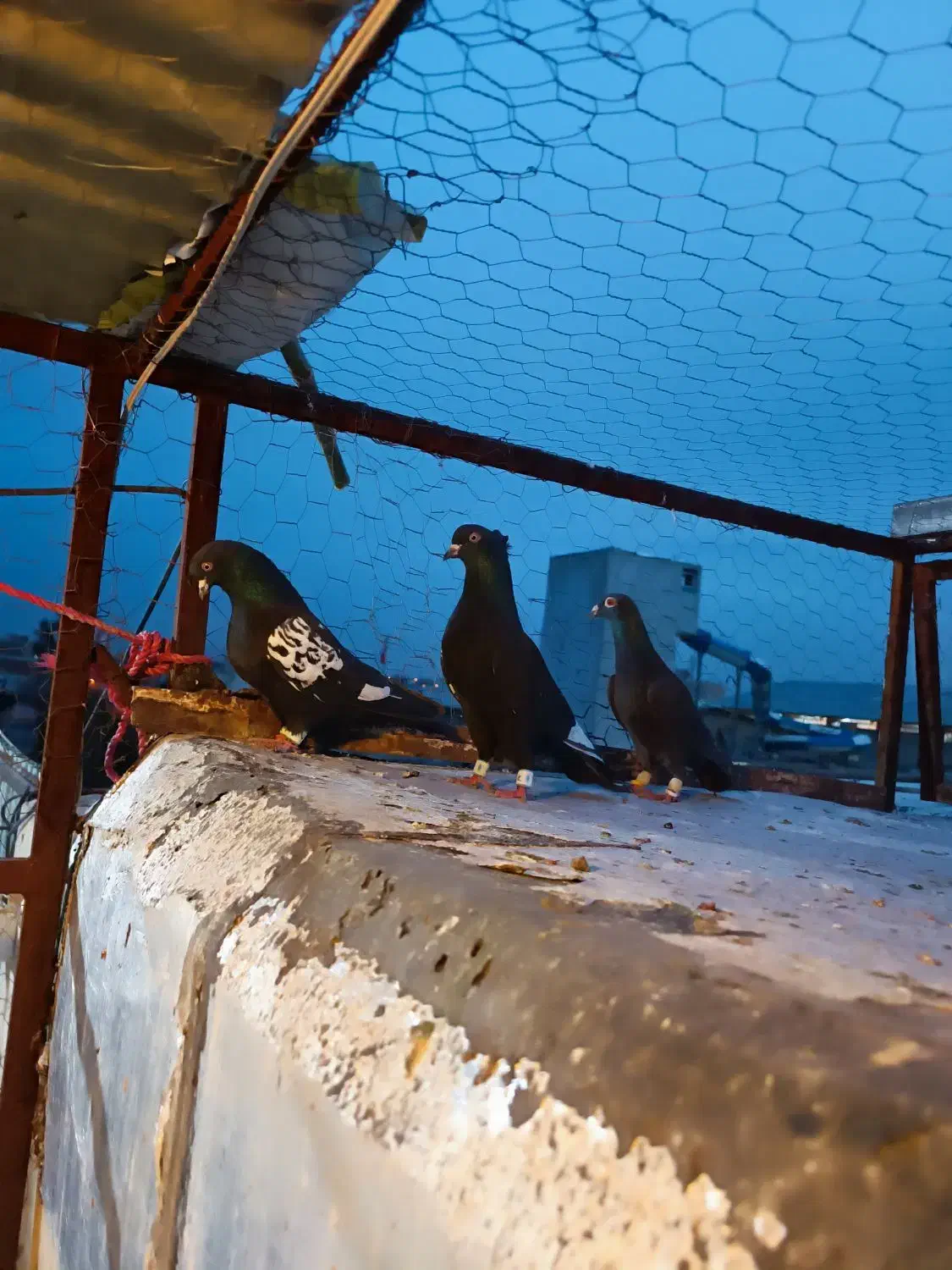 کفتر گرفتنی|حیوانات|شیراز, دباغ خانه|دیوار