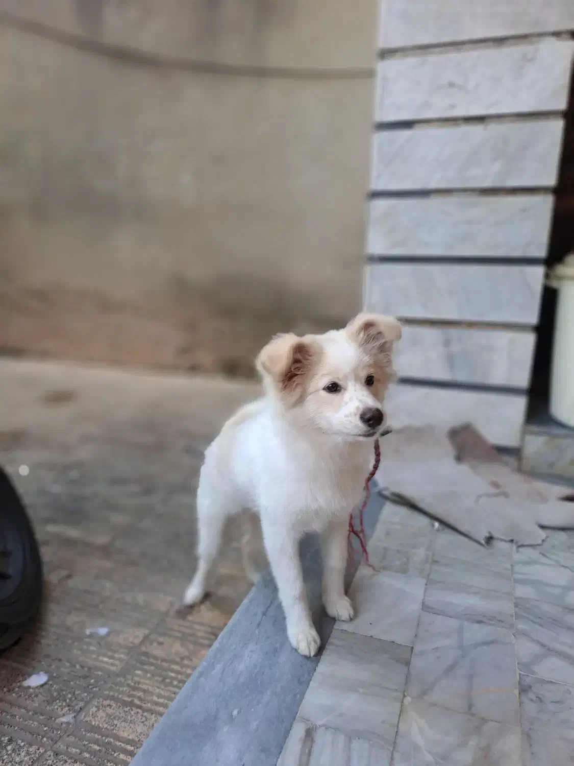 فروش سگ پامر پاکوتاه ماده|سگ|ساری, |دیوار