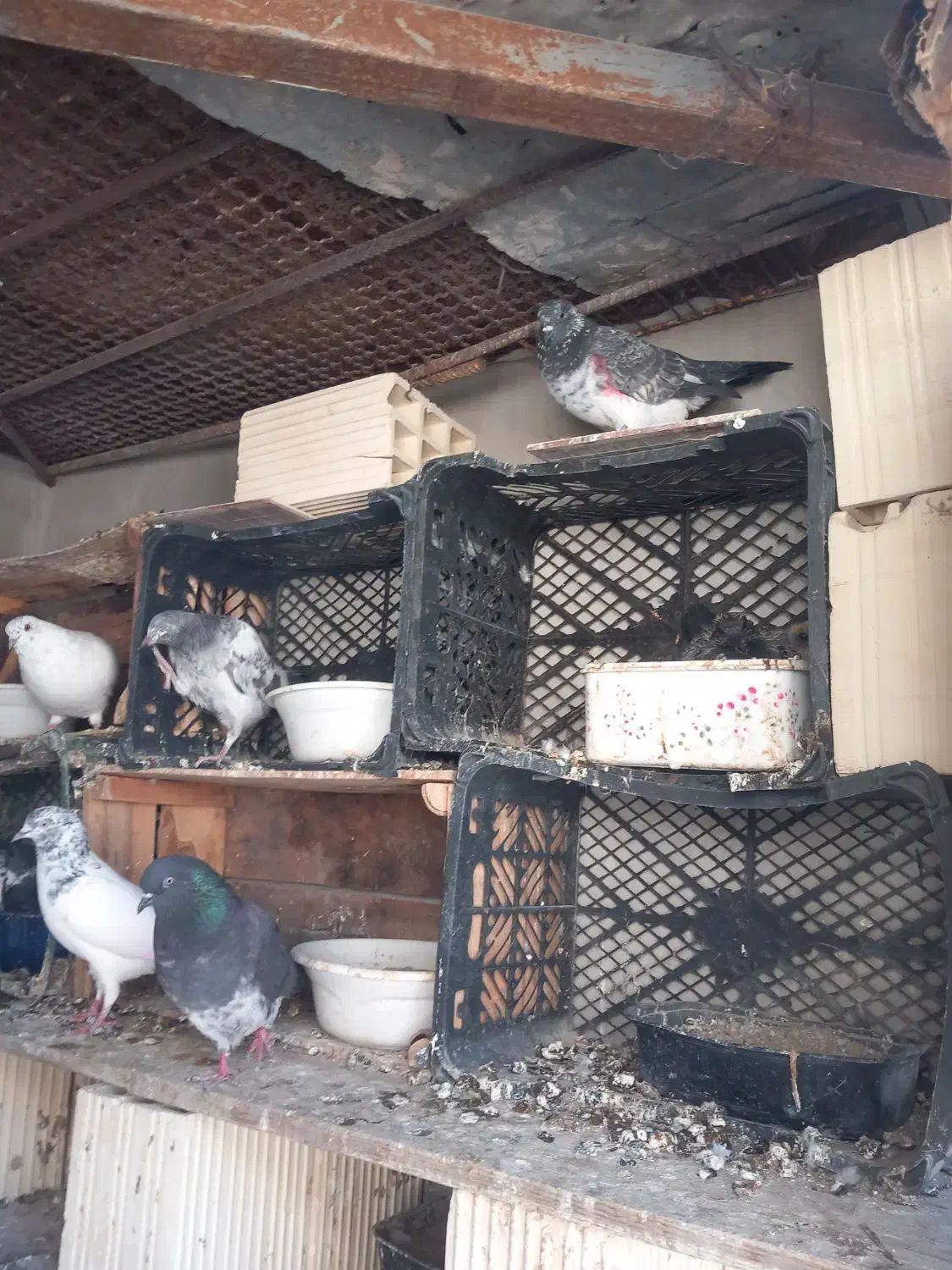 کبوترپرشی ساعت بالا قلعه قاضی محله ابوذر|پرنده|قلعه قاضی, |دیوار