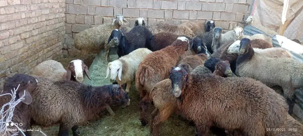 20جفت بره خوب|حیوانات مزرعه|سپیدان, |دیوار