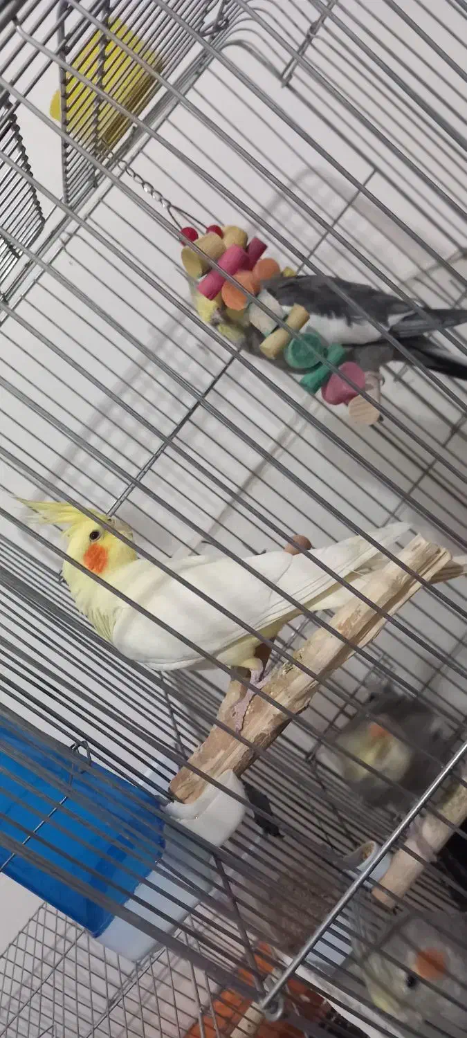 عروس هلندی|پرنده|نورآباد, |دیوار