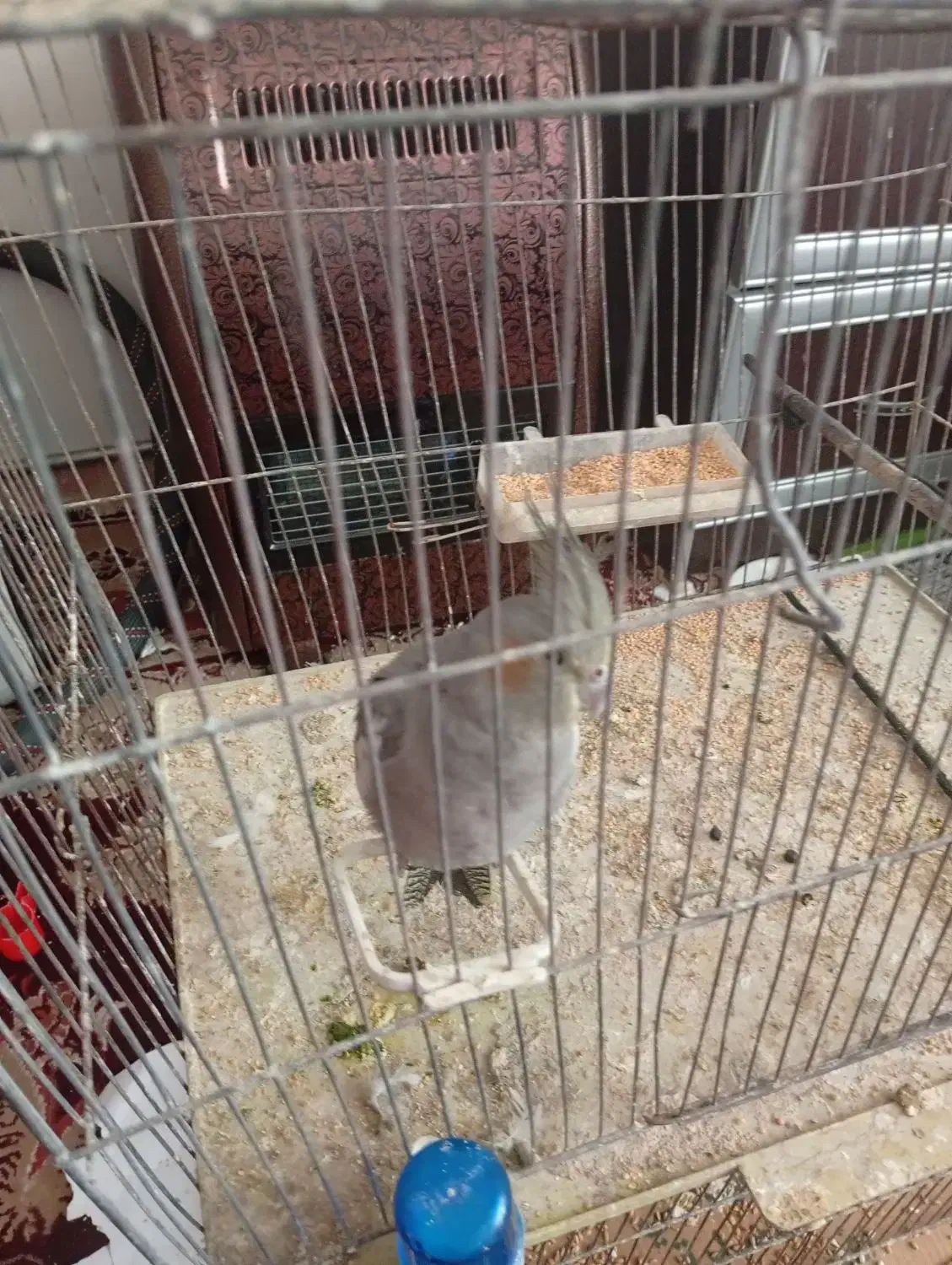 عروس هلندی نر|پرنده|مرند, |دیوار