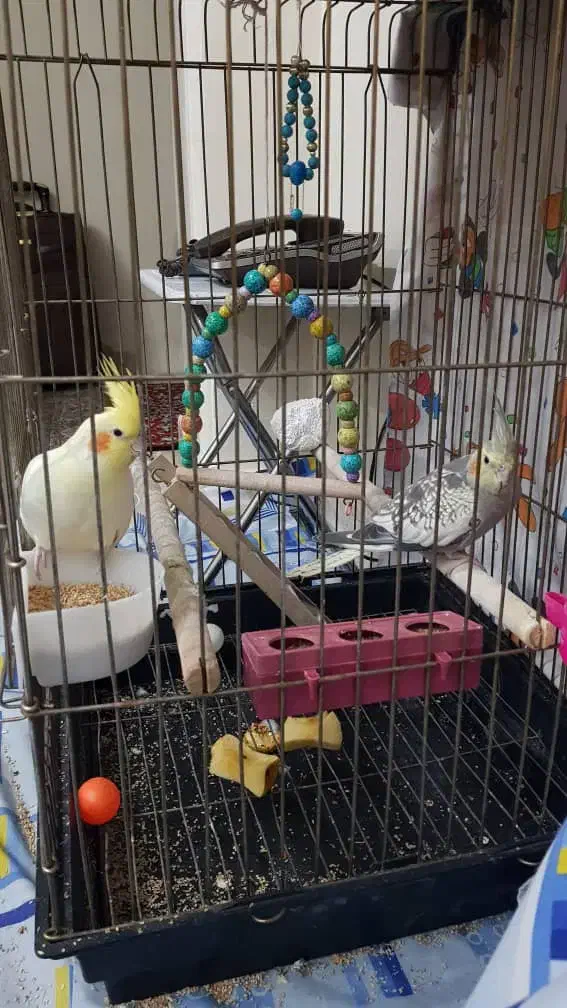 ۴جفت عروس هلندی|پرنده|اسلام‌شهر, شهرک واوان|دیوار