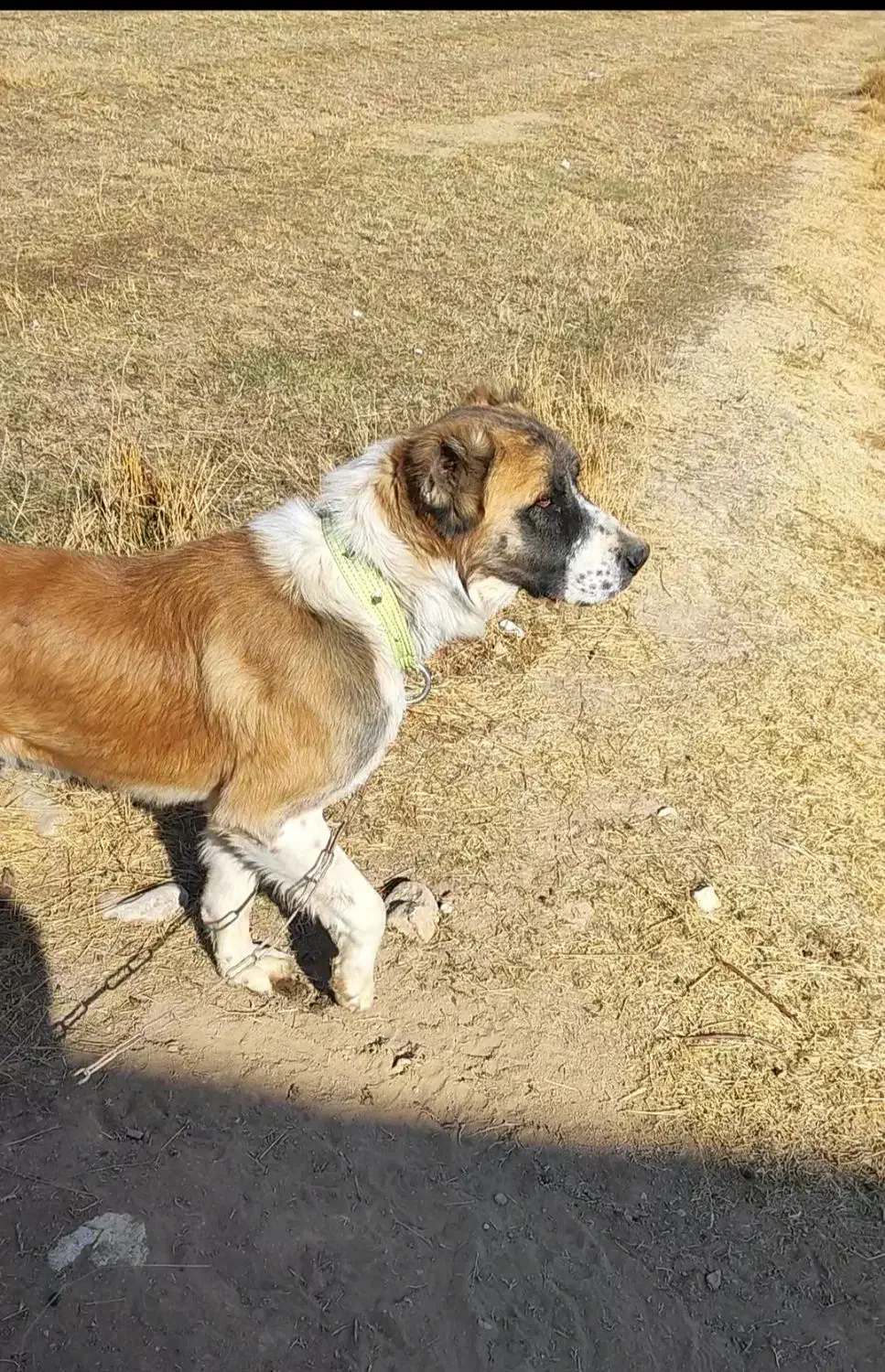 واگذاری سگ افغان|سگ|سجاس رود, |دیوار