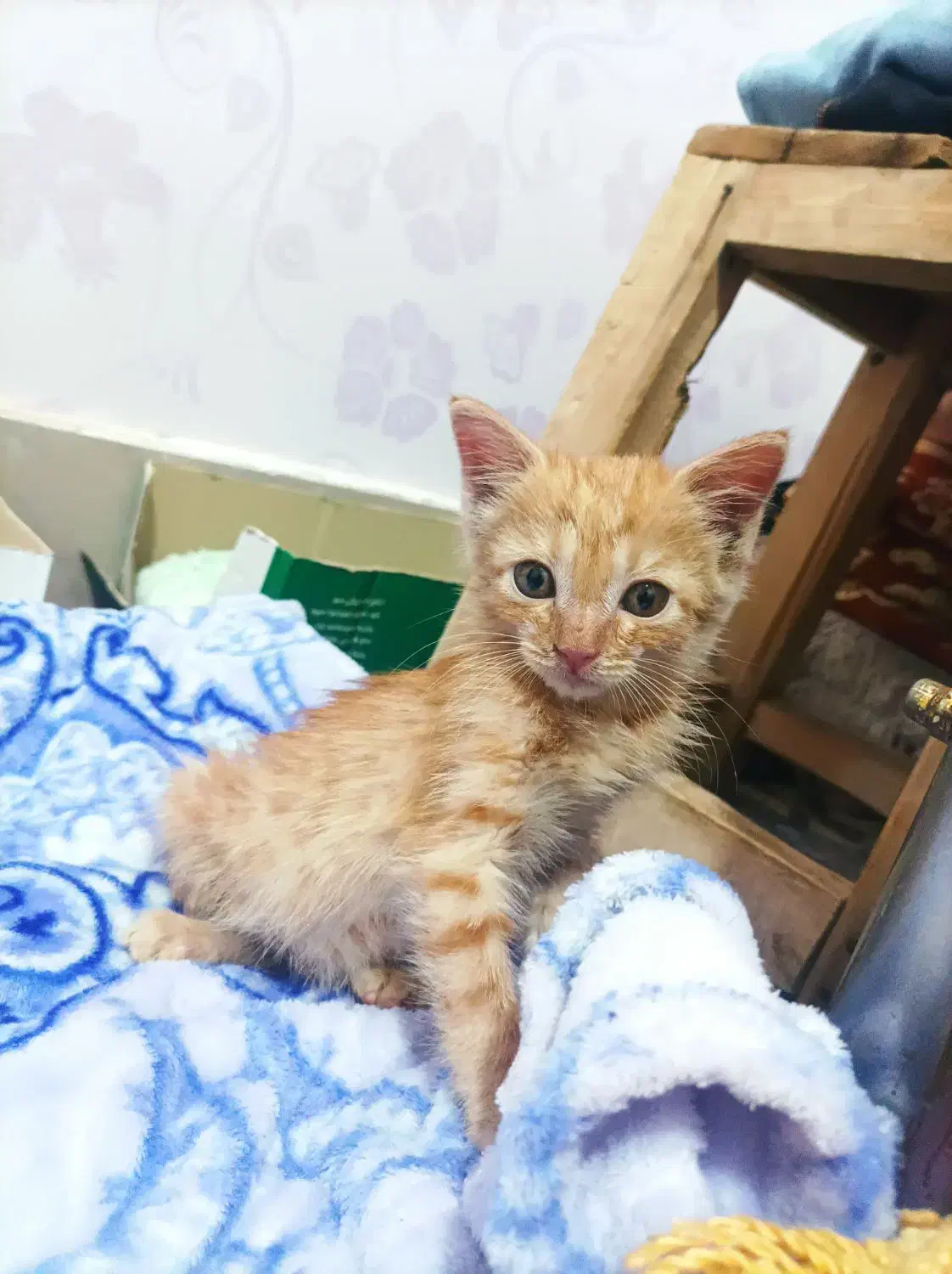 واگذاری گربه|گربه|قم, سنگ بند|دیوار