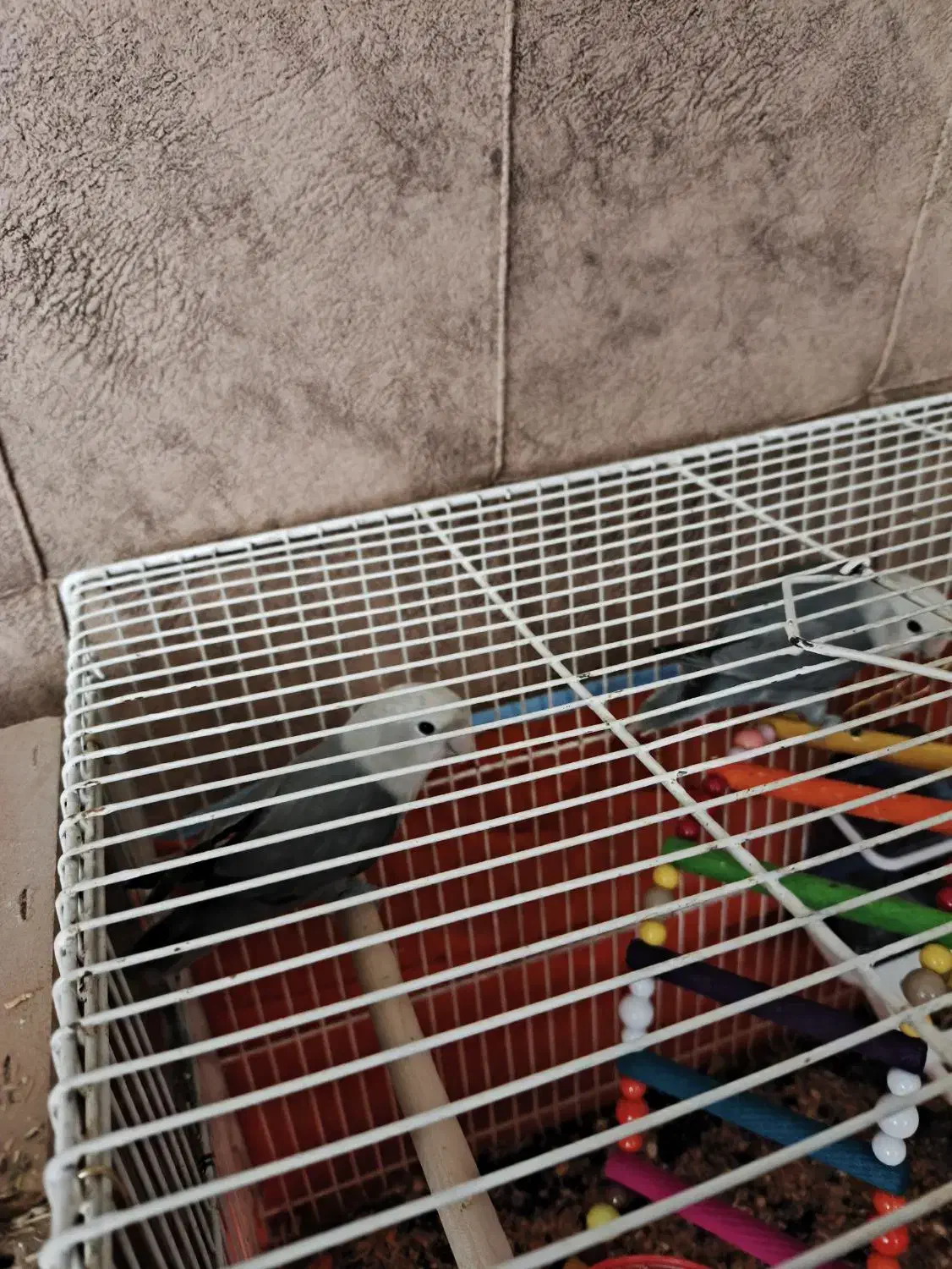 کوتوله برزیلی|پرنده|تربتحیدریه, مسجد جامع|دیوار