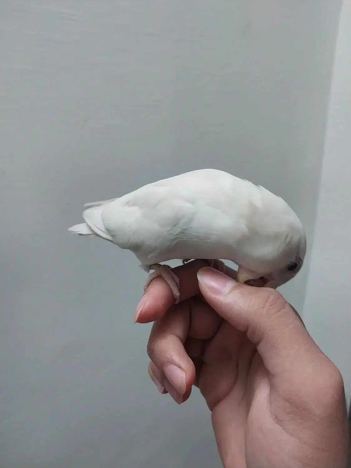 برزیلی دستی آلبینو نَر|پرنده|قزوین, |دیوار