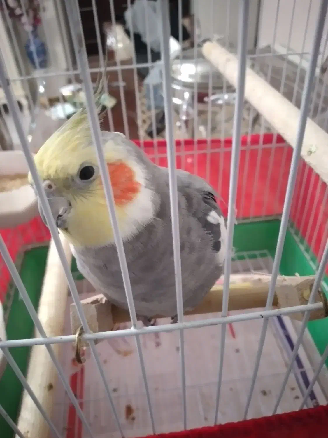 عروس هلندی|حیوانات|تهران, آهنگ|دیوار