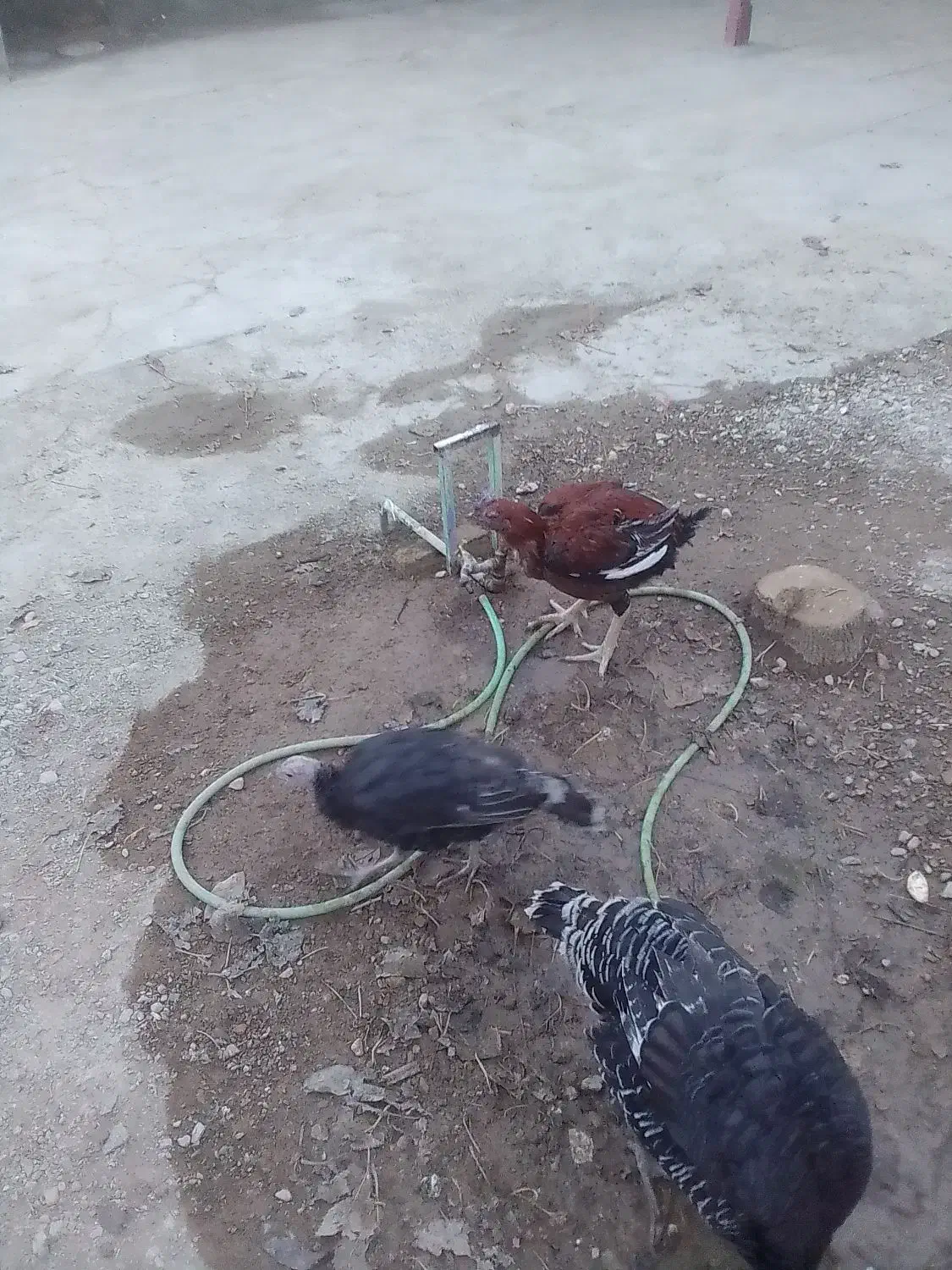 خروس دورگه|حیوانات مزرعه|کبودرآهنگ, |دیوار