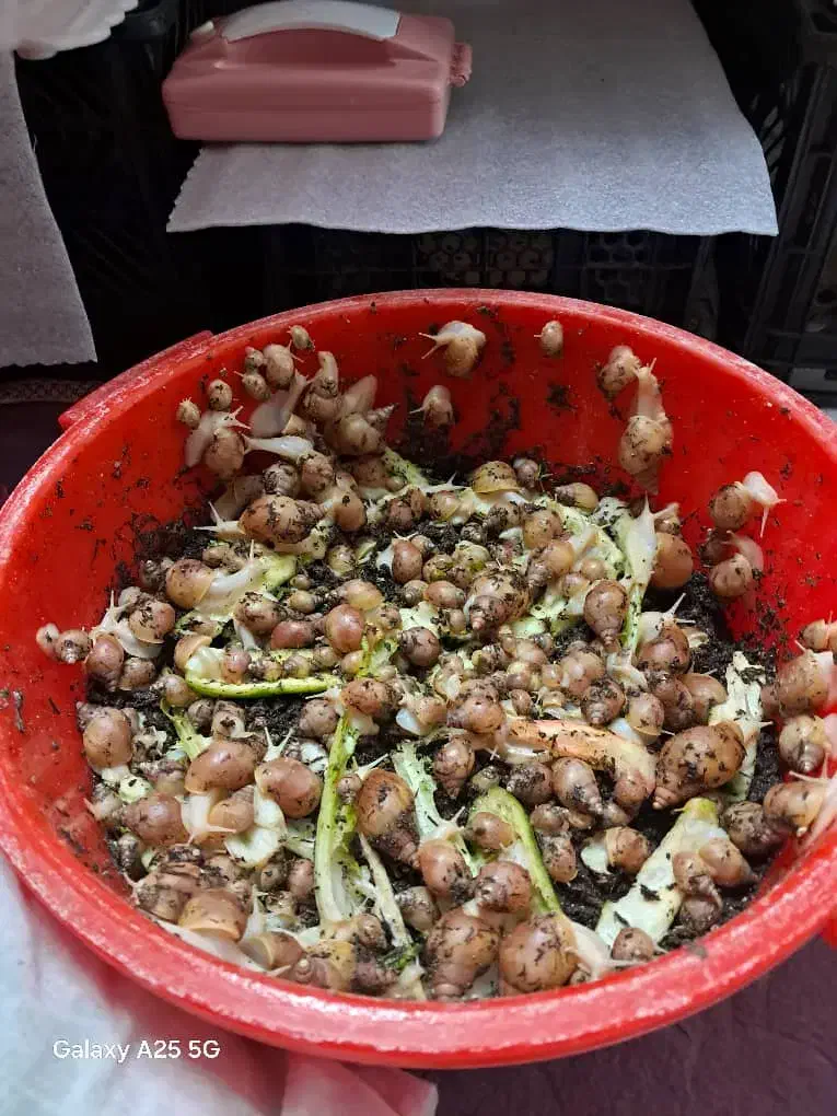 فروش حلزون خانگی با هر اندازه ای|خزنده|کرمان, |دیوار