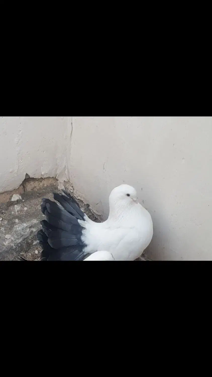 پرنده|پرنده|خمینی‌شهر, |دیوار