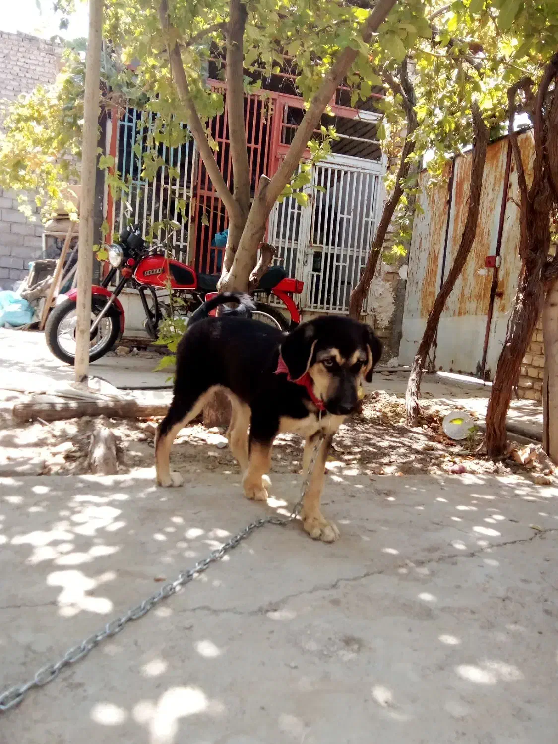 توله دورگ پژدر سرابی|سگ|قوچان, |دیوار