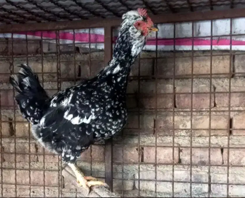 مرغ گلین با جوجه|حیوانات مزرعه|قم, سراجه (۱۵ خرداد)|دیوار