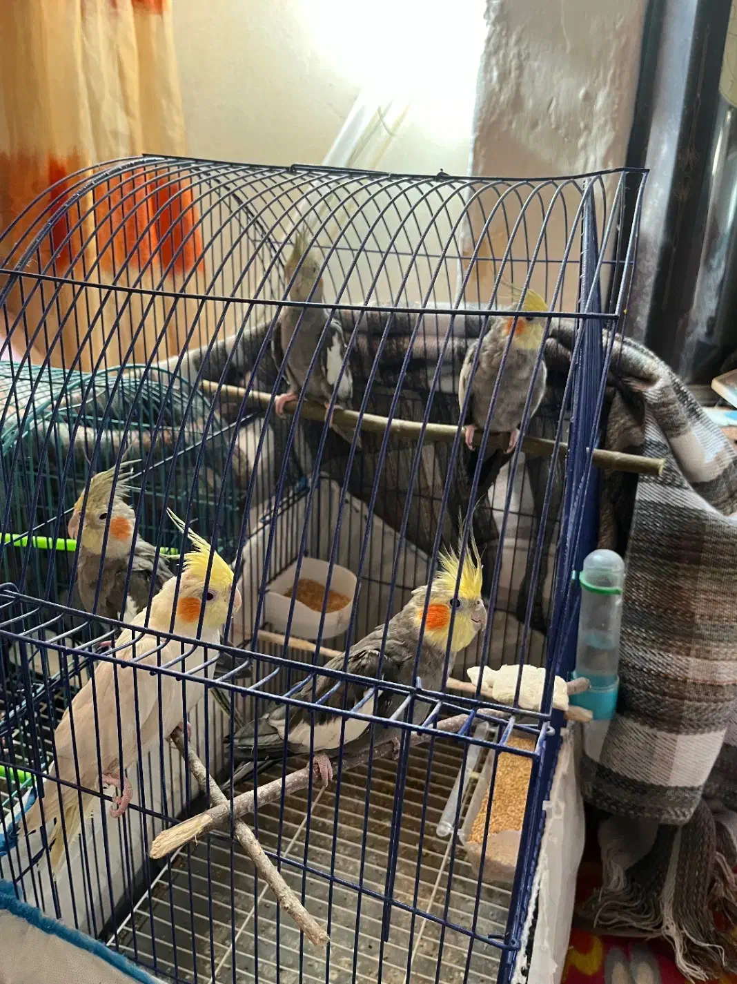 عروس هلندی|پرنده|صومعه‌سرا, |دیوار