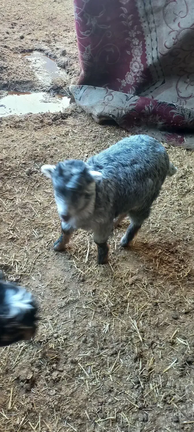 بره وبزغاله|حیوانات مزرعه|پاکدشت, پاکدشت (مامازند)|دیوار