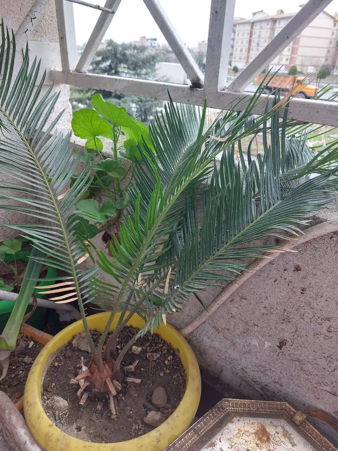 گل سیکاس|گل و گیاه طبیعی|رشت, کوی مهر|دیوار