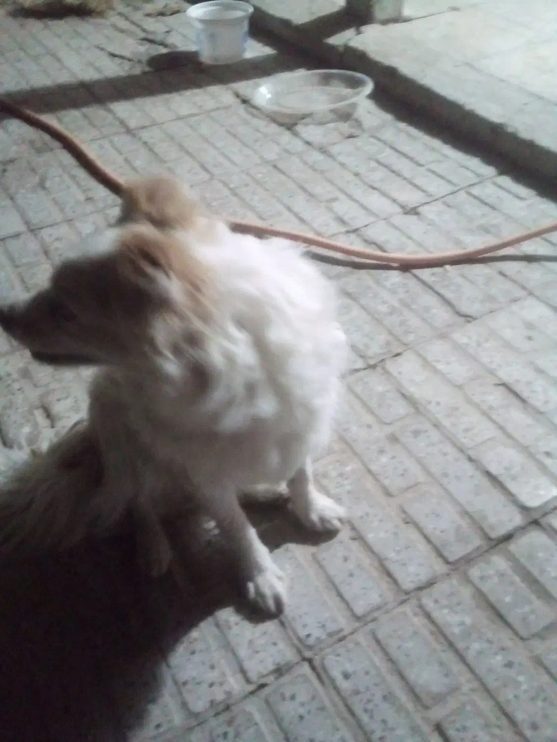 پاپی|سگ|فرخ‌شهر, |دیوار