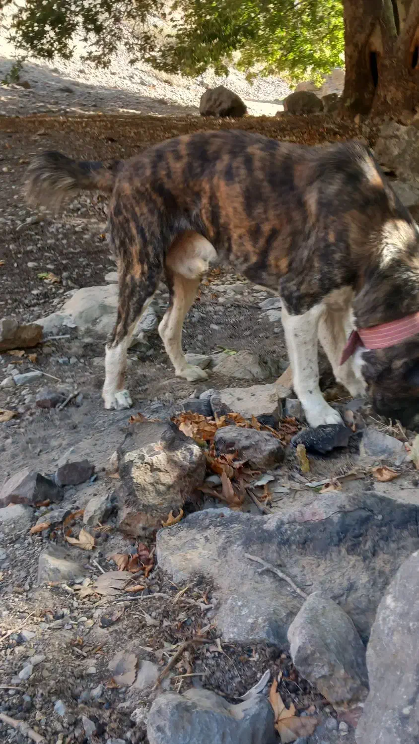 سگ نگهبان|سگ|مشهد, مشکینی (شهرک غرب)|دیوار