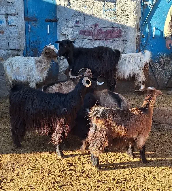 10 عدد بز آبستن و بچه دار|حیوانات مزرعه|اردبیل, |دیوار