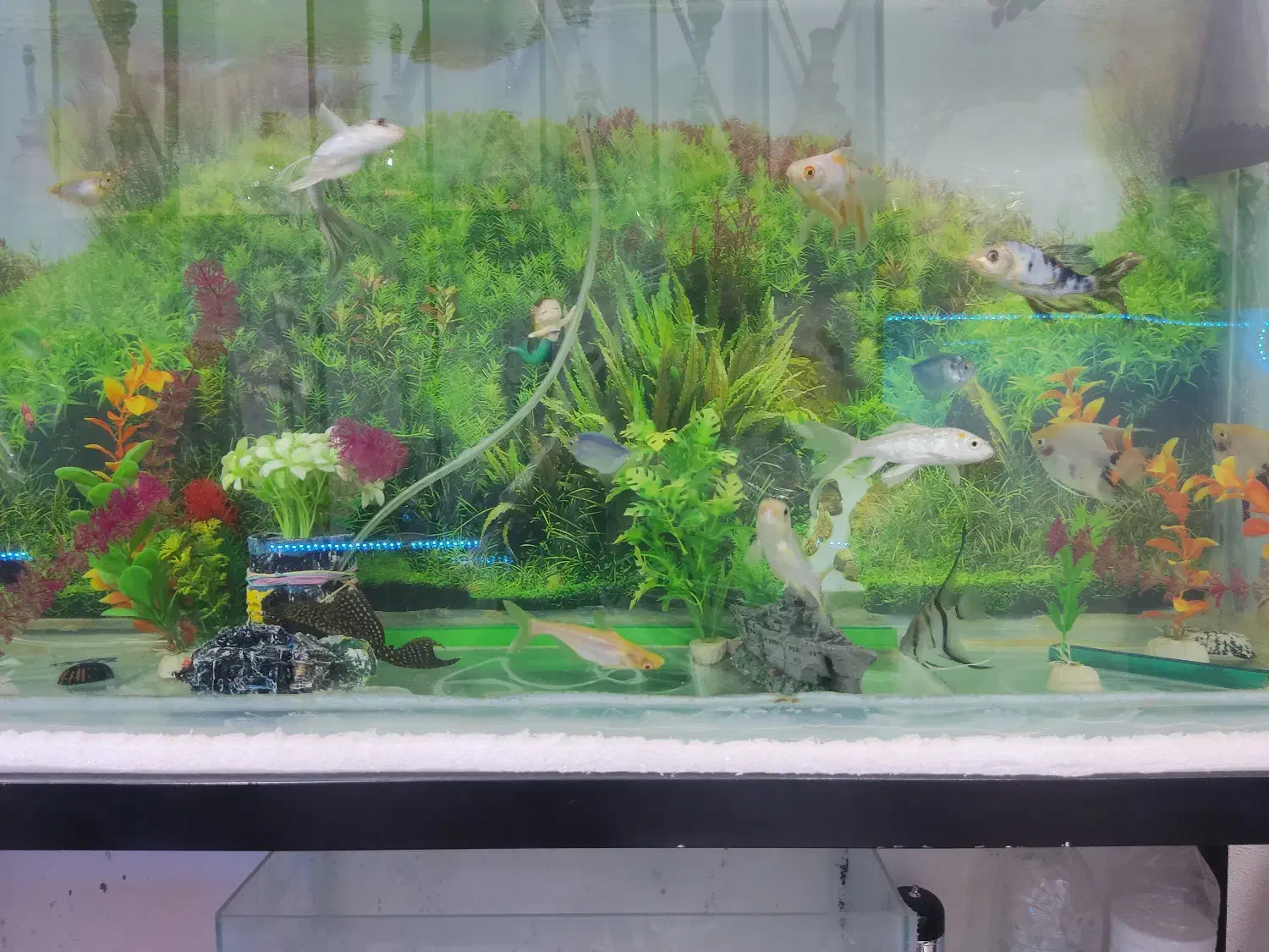 آکواریوم بزرگ|ماهی|سراوان, |دیوار