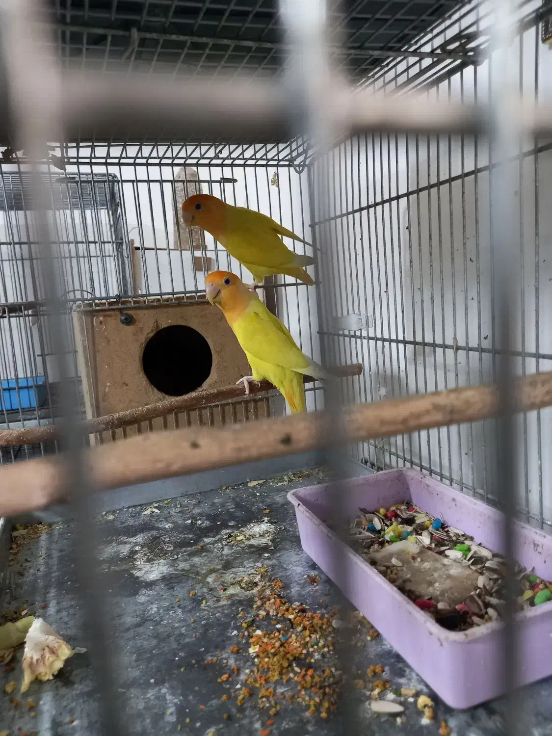 طوطی برزیلی اوپال کله نارنجی|پرنده|اهواز, کوی منابع طبیعی|دیوار