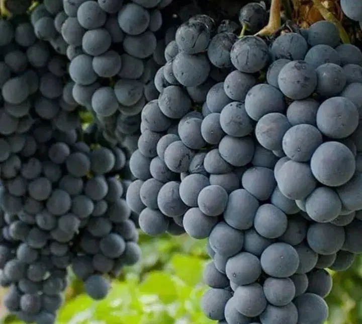 انواع نهال انگور و...|خدمات باغبانی و درختکاری|تربت‌حیدریه, فردوسی جنوبی|دیوار