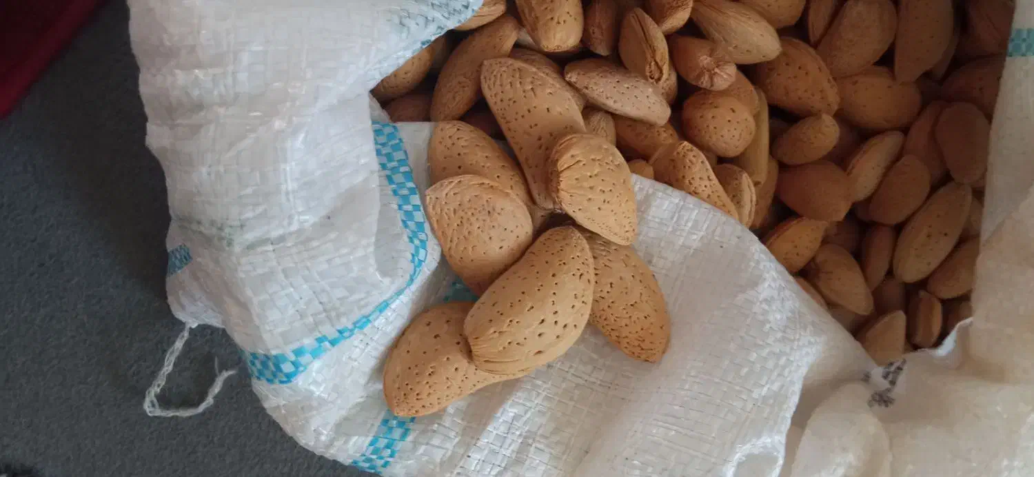 بادام امسال|خوردنی و آشامیدنی|شیراز, تندگویان|دیوار