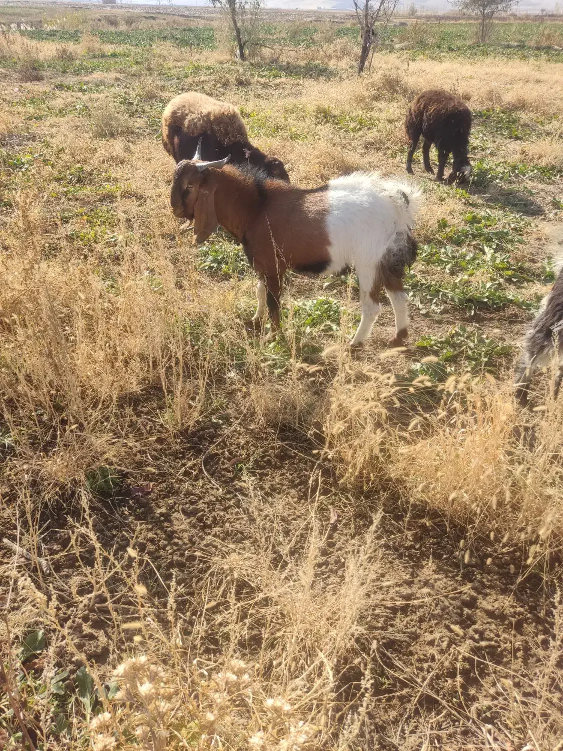 ساورین|حیوانات مزرعه|زاغه, |دیوار