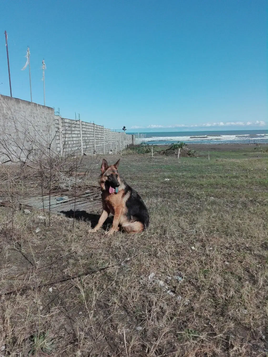 سگ ژرمن ماده دوساله|سگ|رشت, پل تالشان|دیوار