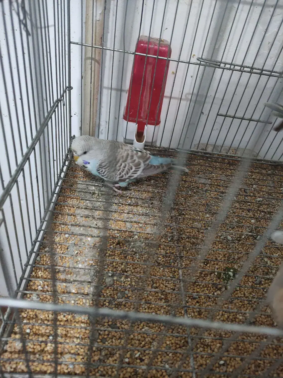 مرغ عشق انگلیسی|پرنده|رشت, باهنر|دیوار