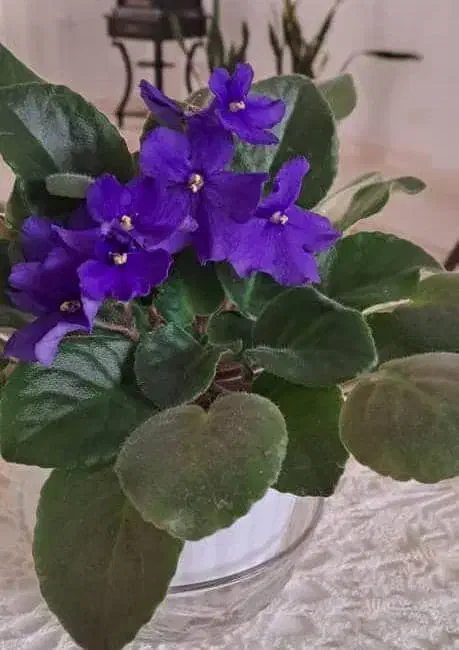 گلسرای پارین|گل و گیاه طبیعی|آستارا, |دیوار