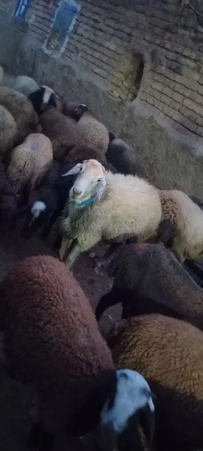 قوچ دو رگه  دو ساله|حیوانات مزرعه|کنگاور, |دیوار