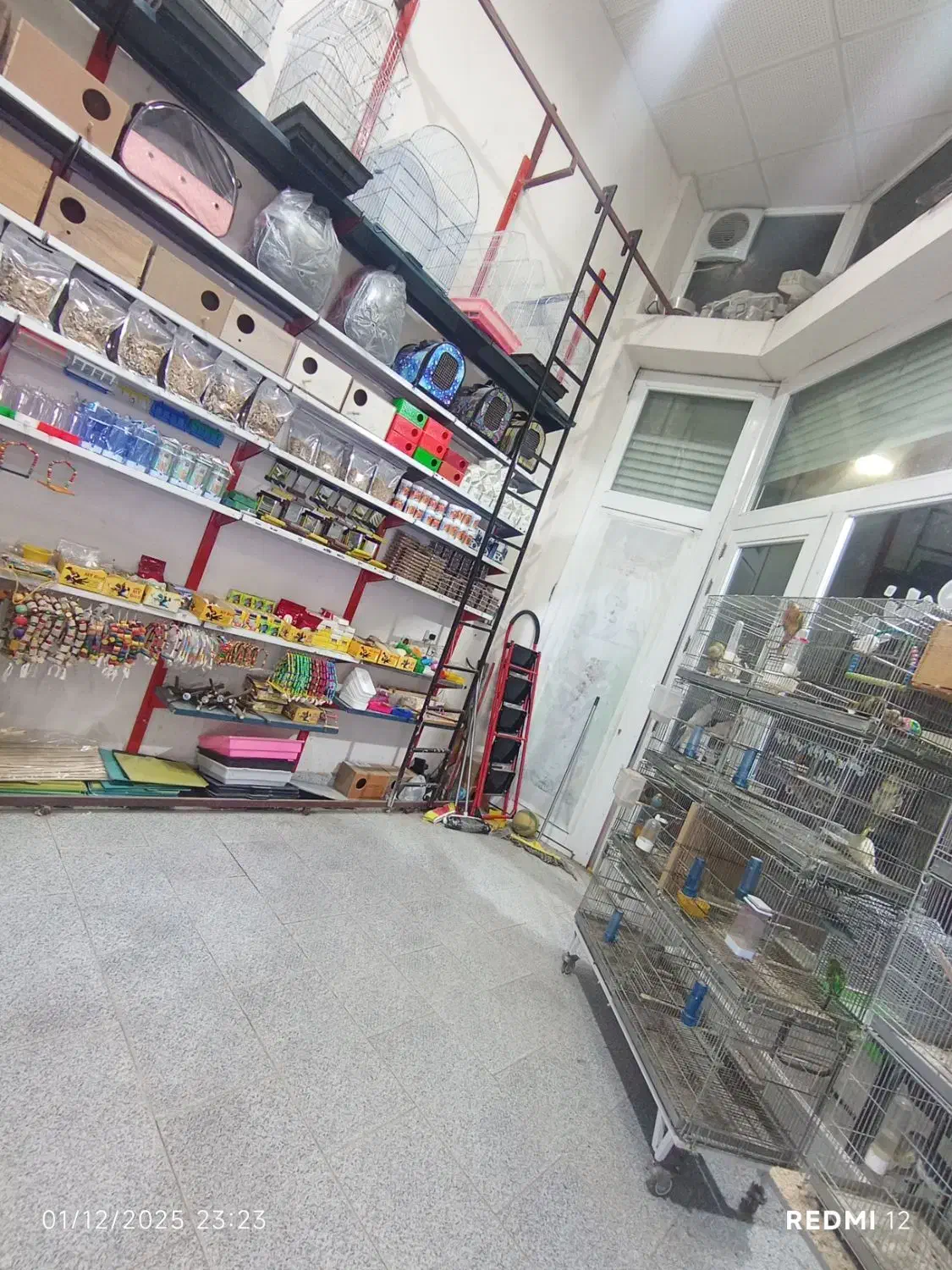 عروس هلندی|پرنده|آستارا, |دیوار