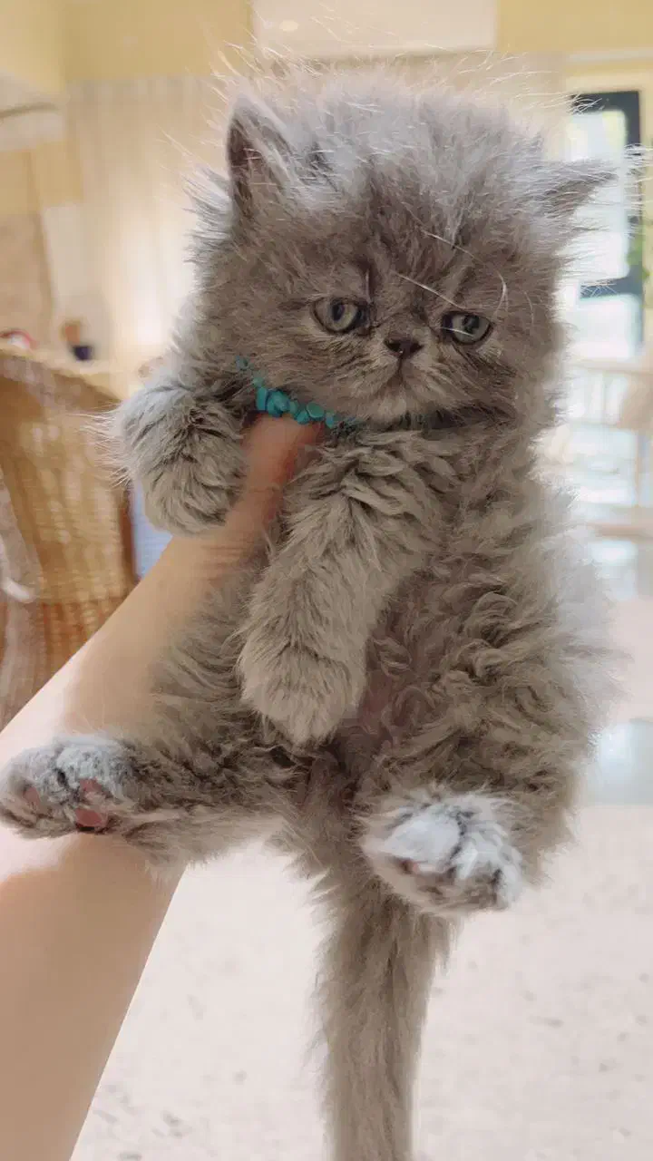 پرشین سوپر فلت اصیل به رنگ کمیاب بلو|گربه|رشت, گلسار|دیوار