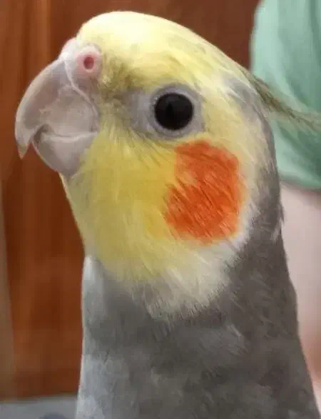 عروس هلندی نر سینامون|پرنده|سنگر, |دیوار