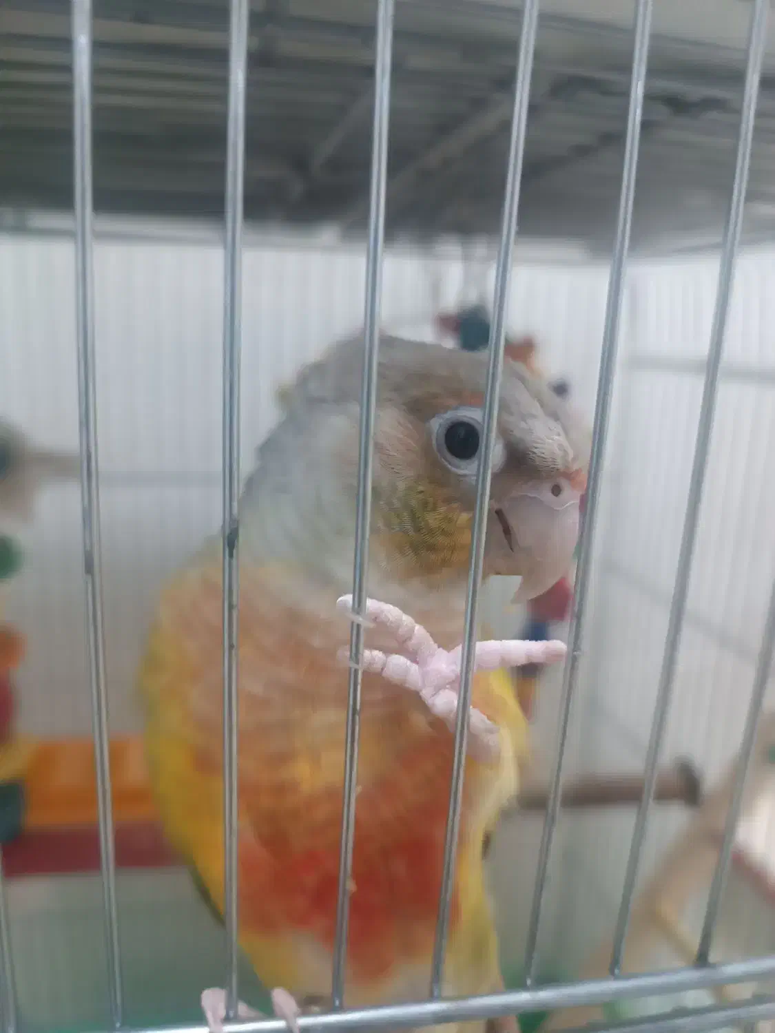 جفت گرینچیک آناناسی...|پرنده|طبس, |دیوار