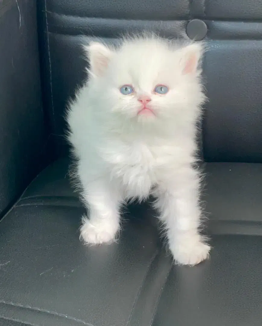 لانگ هیر|گربه|رشت, چله خانه|دیوار