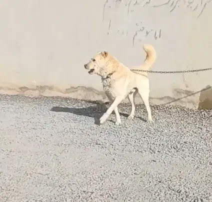 سگ گله|سگ|سیرجان, |دیوار