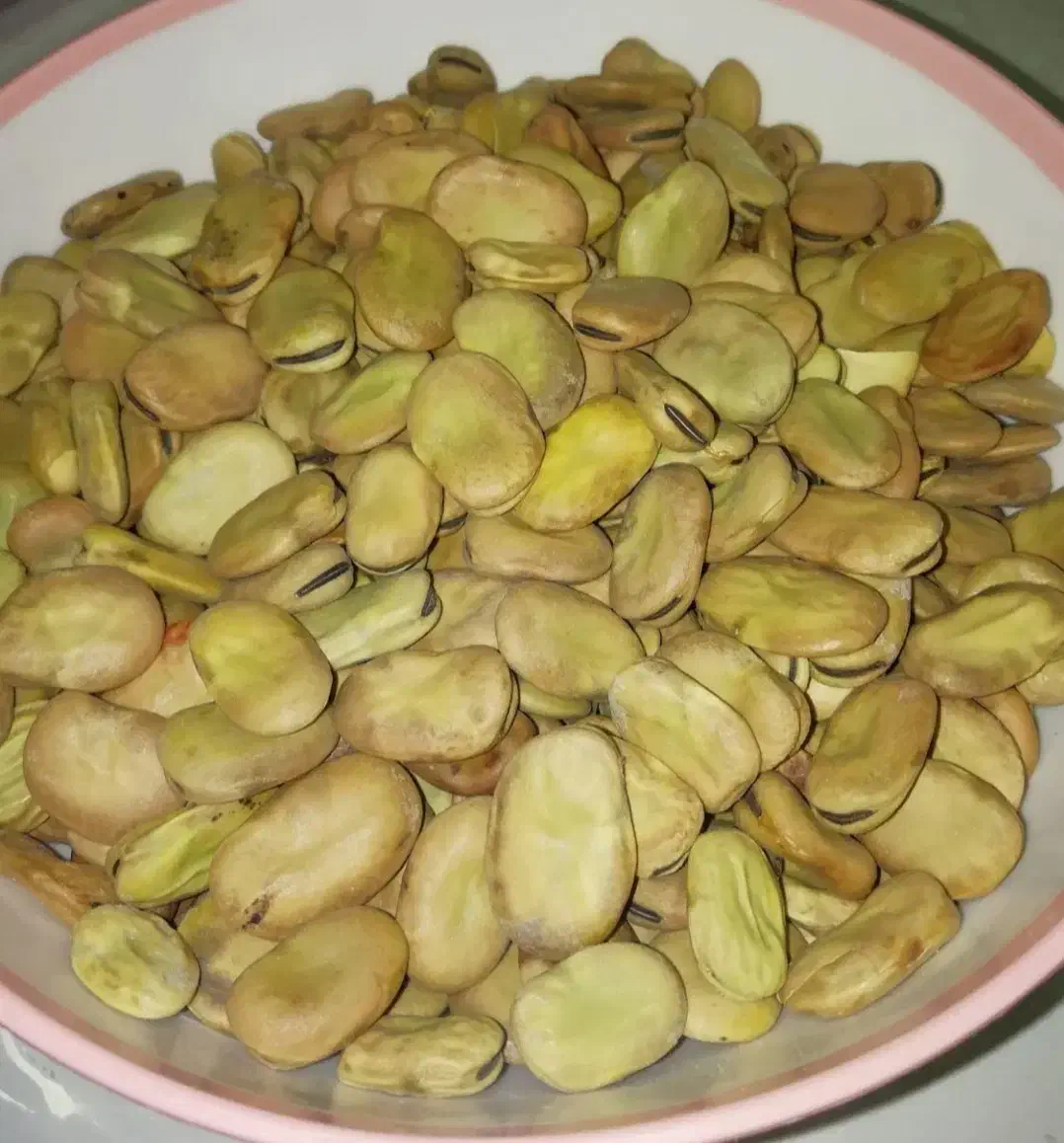 باقله خشک اسپانیایی زودپز  پر ثمر و پیله بلند|خوردنی و آشامیدنی|دهدشت, |دیوار