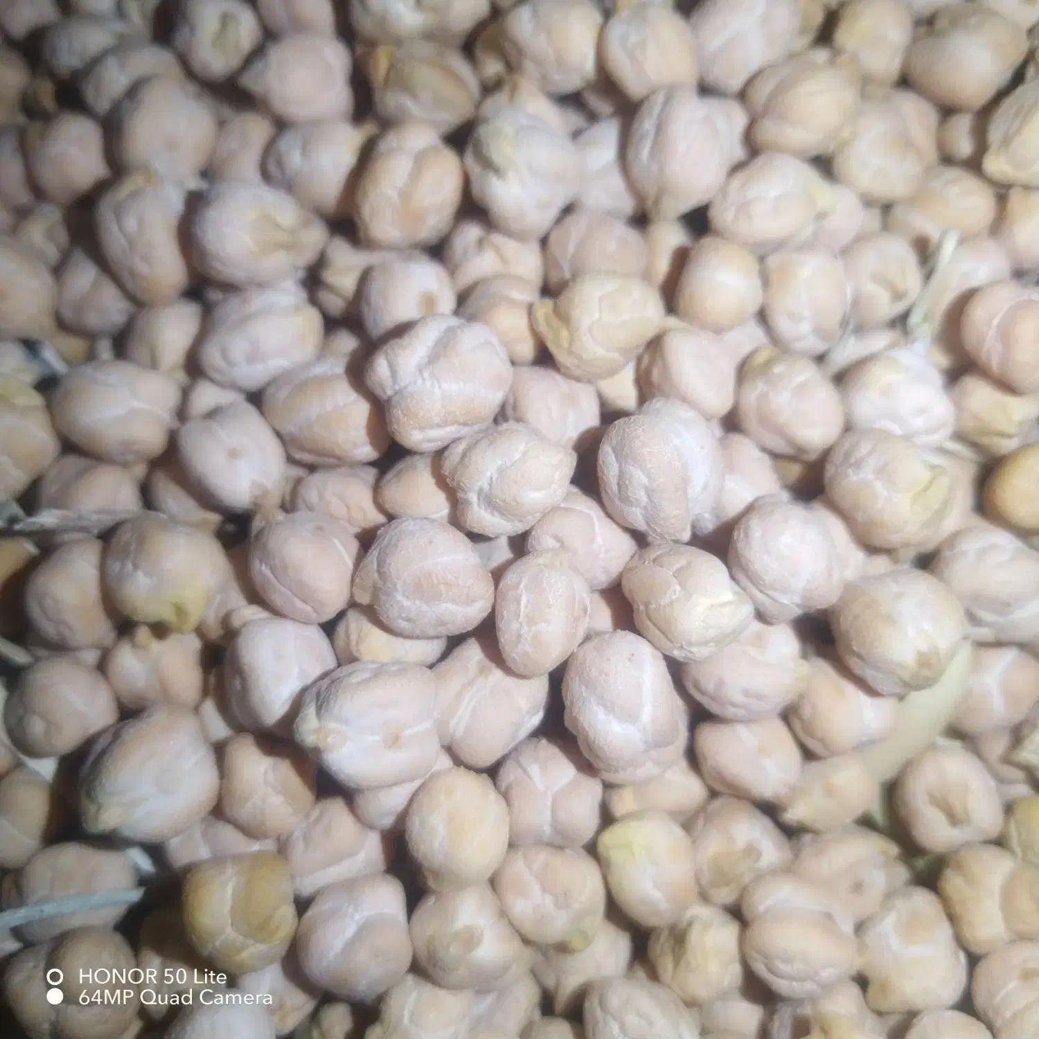 نخود اعلا دیم دشت|خوردنی و آشامیدنی|سیلوانه, |دیوار