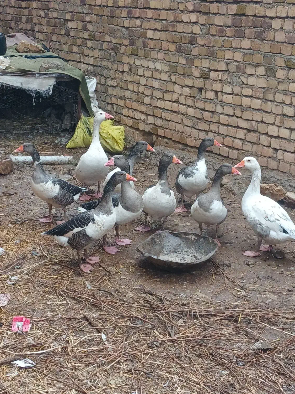 غاز فرشی|حیوانات مزرعه|خرمآباد, |دیوار