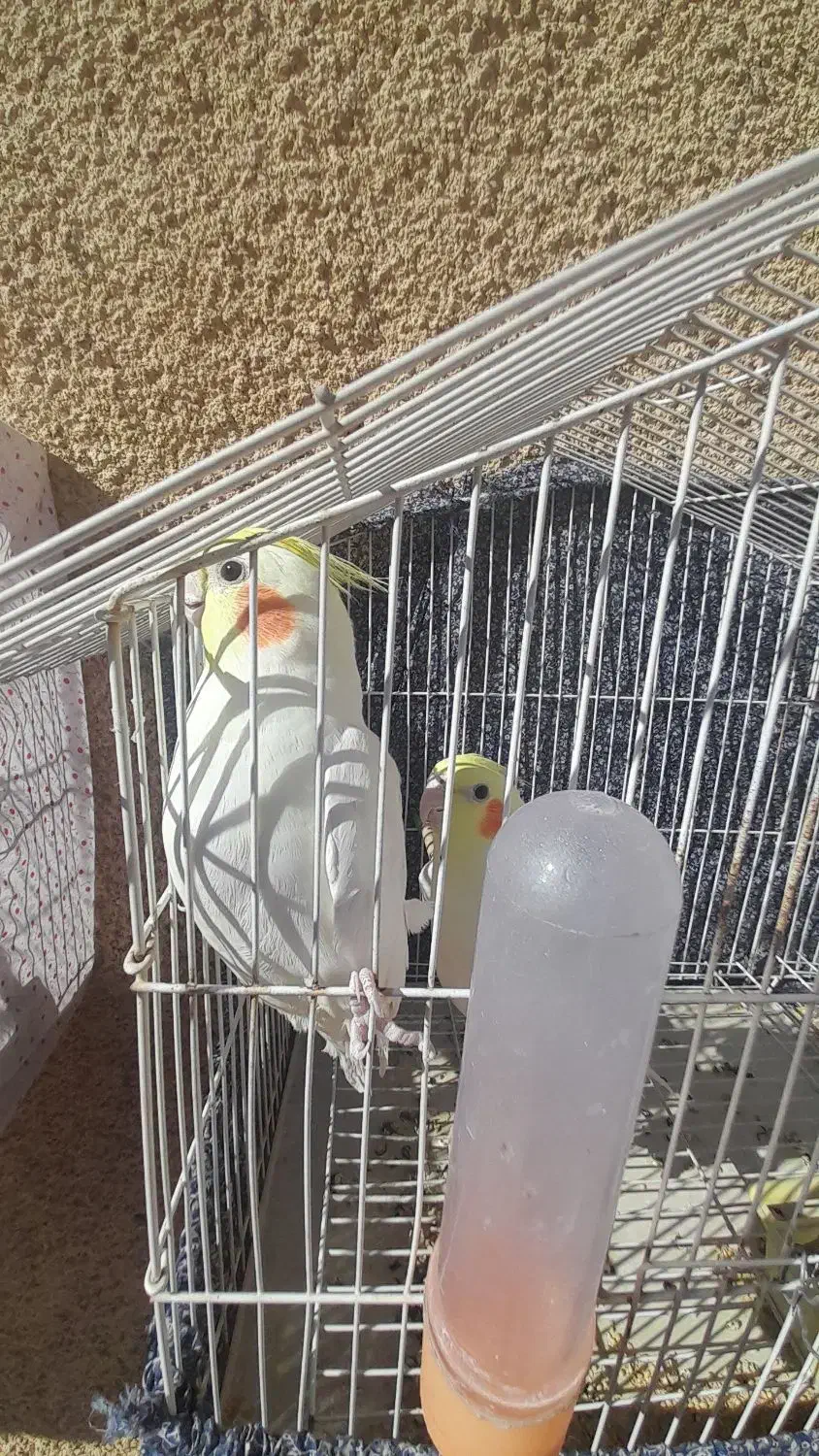 عروس هلندی لوتینو ،یکساله|پرنده|دامغان, |دیوار