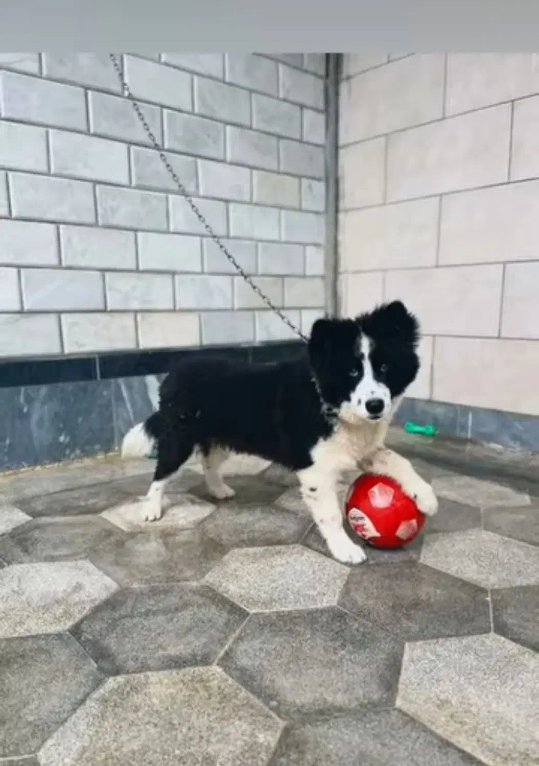 سگ نژاد کالی همان سگ انگلیسی|سگ|علیآباد کتول, |دیوار