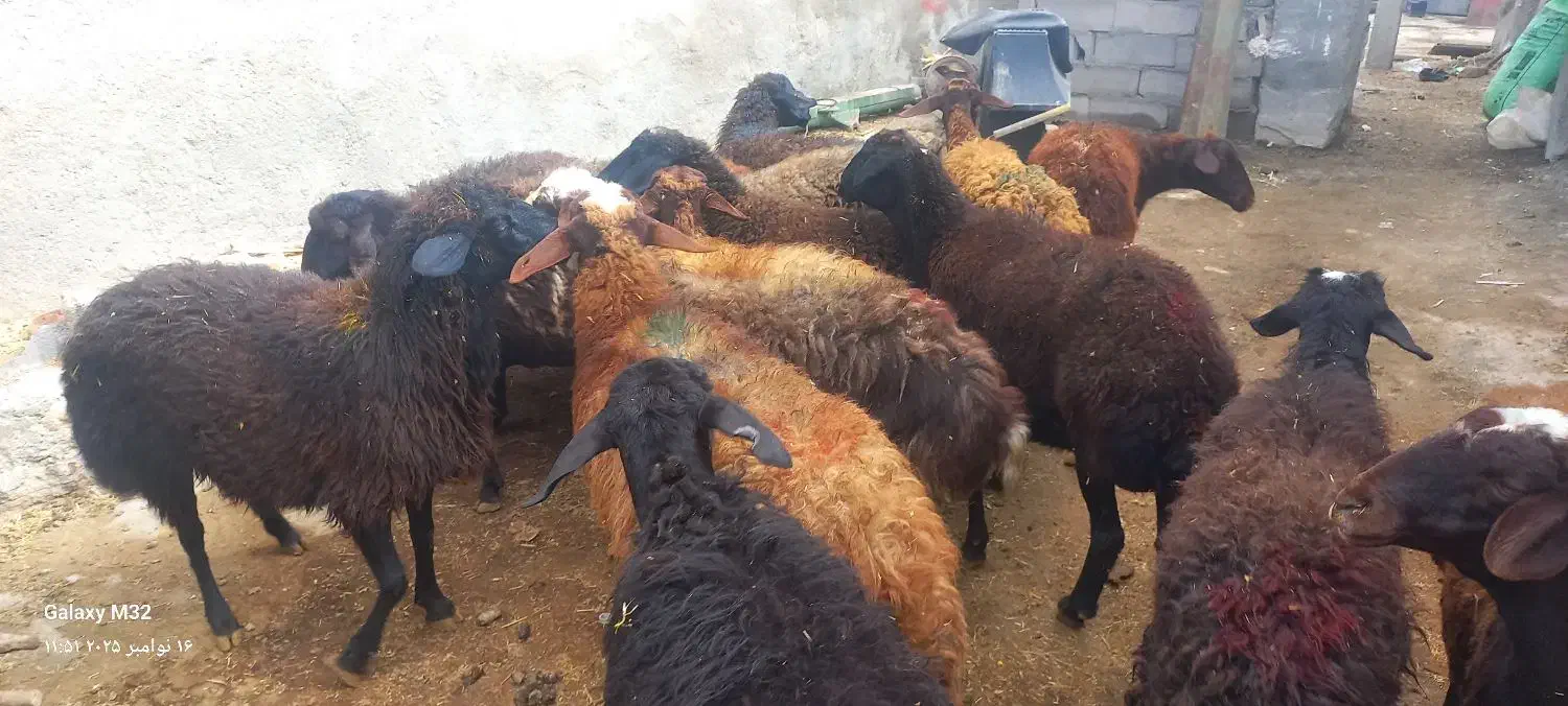 ۲۰ تا میش جوان|حیوانات مزرعه|دهگلان, |دیوار